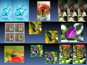 Flowers Butterflies 4