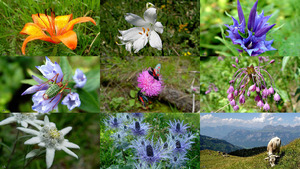 klicke hier, um die Datei herunterzuladen Es nimmt mi wunder.... (Blumen und Natur)