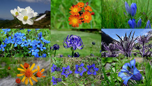 klicke hier, um die Datei herunterzuladen Heimat - (Blumen)