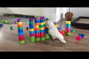 Playing with my Cups