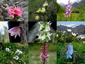 klicke hier, um die Datei herunterzuladen Alpenflora-5 - Alpenblumen-5