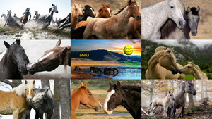klicke hier, um die Datei herunterzuladen Mooie Paarden - Schöne Pferde