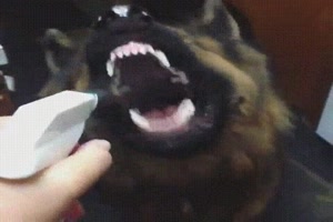 Hund liebt Wasserspritze