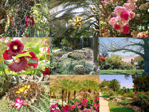 Botanischer Garten Ein Gedi -Israel