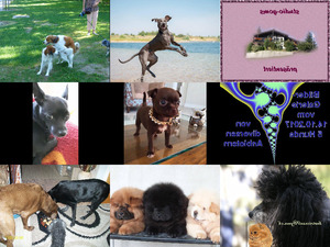 klicke hier, um die Datei herunterzuladen Bilder-Galerie - Hunde