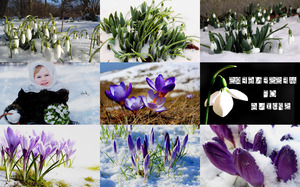 klicke hier, um die Datei herunterzuladen Messengers of Spring - Boten des Frühlings