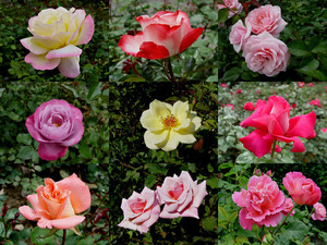 Fragrant roses - Duftende Rosen