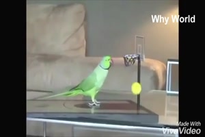 talentierte Vögel haben Spaß
