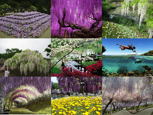 klicke hier, um die Datei herunterzuladen Ashikaga Japan