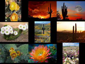 klicke hier, um die Datei herunterzuladen Arizona desert