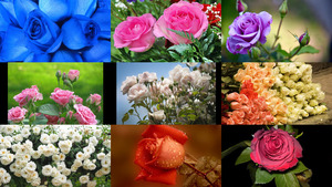 klicke hier, um die Datei herunterzuladen Rosen 3