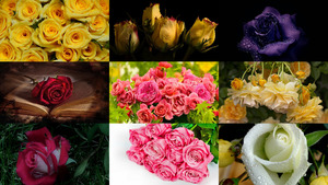 klicke hier, um die Datei herunterzuladen Rosen 2
