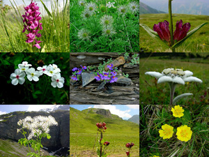 Alpenflora-6 - Alpenblumen-6