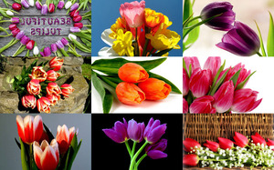 klicke hier, um die Datei herunterzuladen Beautiful Tulips 3 - Schöne Tulpen 3