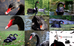 Black Swans - Schwarze Schwne
