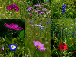 klicke hier, um die Datei herunterzuladen For you bouquet of Wildflowers - Bouquet von Wildblumen