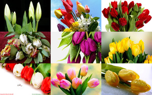 Beautiful Tulips 4 - Schne Tulpen 4