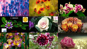 Flowers 2 - Full H.D. - Blumen 2