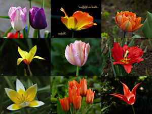 klicke hier, um die Datei herunterzuladen Made in Holland Tulpen - Hergestellt in Holland Tulpen
