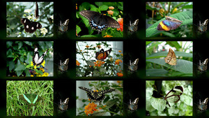Sommervgel - Schmetterlinge