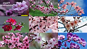 klicke hier, um die Datei herunterzuladen Fleurs printanières - Frühlingsblumen