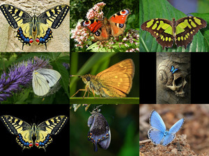 klicke hier, um die Datei herunterzuladen Bilder-Galerie vom 17022018 2 Butterfly