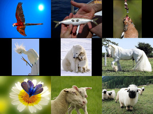 klicke hier, um die Datei herunterzuladen Schöne Naturfotos