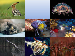 klicke hier, um die Datei herunterzuladen Tolle, wunderschöne Natur bzw. Tierfotos
