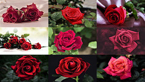 Fr Sie liebe Damen, diese roten Rosen