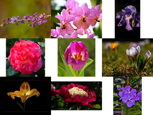 klicke hier, um die Datei herunterzuladen Fleurs 2 ... November 2013 - Blumen 2