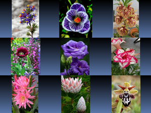 klicke hier, um die Datei herunterzuladen Beautyful Flowers