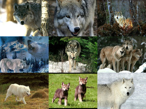 klicke hier, um die Datei herunterzuladen Der Wolf