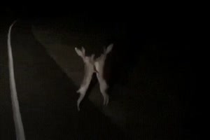 Schlgerei der Osterhasen