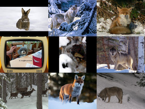 Bilder-Galerie - das Wild im Winter