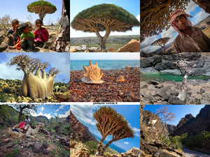 Socotra Insel -Jemen