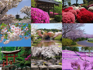 klicke hier, um die Datei herunterzuladen Frühling in Japan