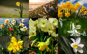 Daffodils - Narzissen