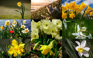 klicke hier, um die Datei herunterzuladen Daffodils - Narzissen