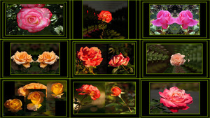 klicke hier, um die Datei herunterzuladen A Rose is a Rose - Eine Rose ist eine Rose