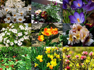 klicke hier, um die Datei herunterzuladen Fleurs de Printemps - Frühlingsblumen
