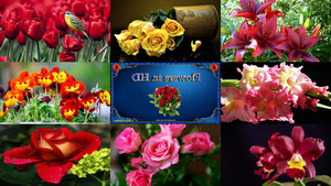 klicke hier, um die Datei herunterzuladen Flowers in HD - Blumen in HD