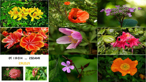 klicke hier, um die Datei herunterzuladen Images.. H D R I 70 - Fleurs - Bilder H D R I 70 - Blumen