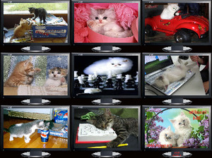 klicke hier, um die Datei herunterzuladen Insolite 364 - Ungewöhnliche 364 (Katzen)