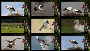 Voorjaar - Vlindertjes in de buik - Frhling...