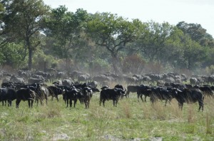Impressionen aus dem Okavangodelta 2