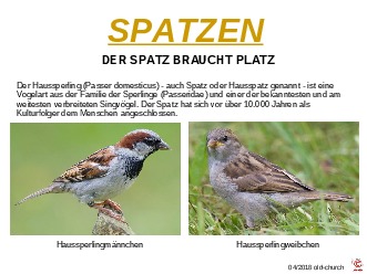 klicke hier, um die Datei herunterzuladen Spatzen