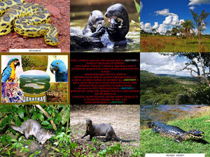 klicke hier, um die Datei herunterzuladen Pantanal - Brasilien 1
