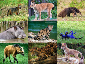 klicke hier, um die Datei herunterzuladen Pantanal - Brasilen 2