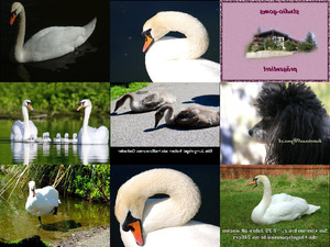 klicke hier, um die Datei herunterzuladen Der Höckerschwan
