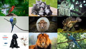 klicke hier, um die Datei herunterzuladen Art - Animaux - Kunst - Tiere
